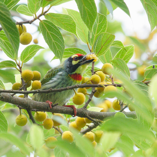 A Coppersmith Barbet feasts on wild figs stock photo