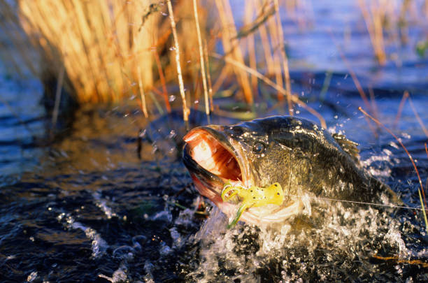istock Largemouth Bass 4764U 1199268285