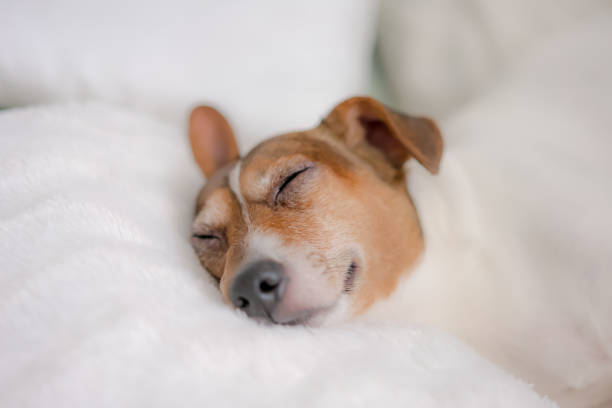 istock dog Jack Russell terrier resting on couch at home 1199268516