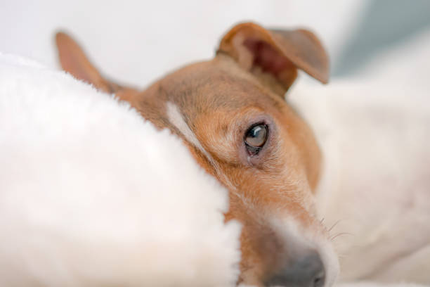 istock dog jack russell terrier lying on white pillow 1199268517