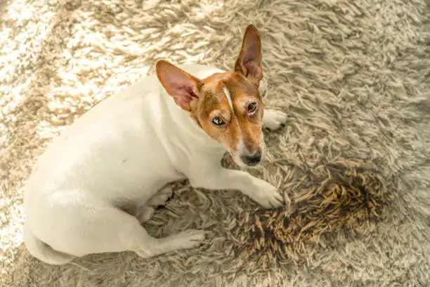 little cute dog Jack Russell Terrier is lying on a white carpet near a wet puddle with urine, stained floor, guilty sad look, top view