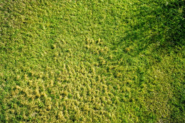 istock green field or meadow covered with fresh grass 1199268717