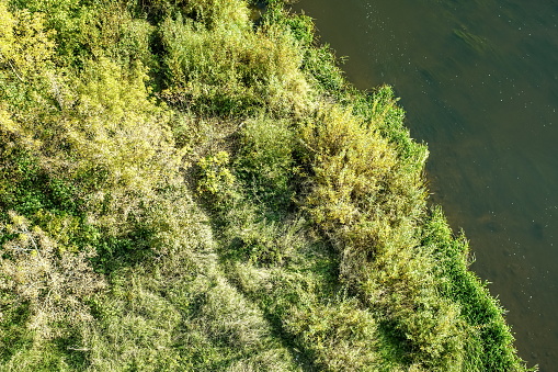 lake or river bank covered with grass and bushes