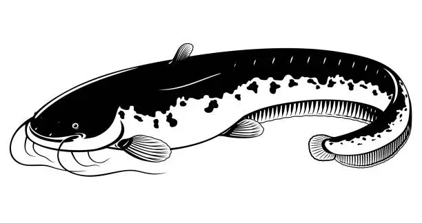 Vector illustration of Wels catfish black and white