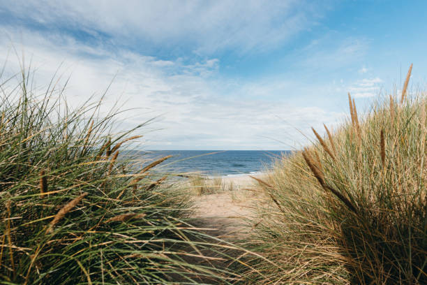 Wide beach under blue sky in summer. Seen from a sand dune with beach grass. Wangerooge, East Frisian Islands, Lower Saxony, Germany.