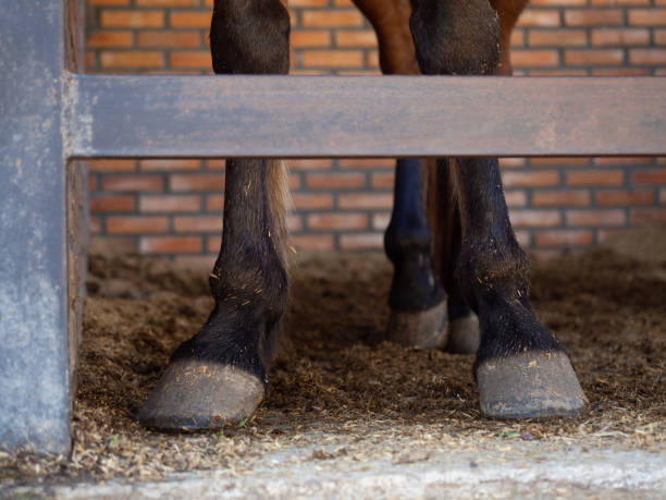 istock Horse's legs standing in stable 1199269041