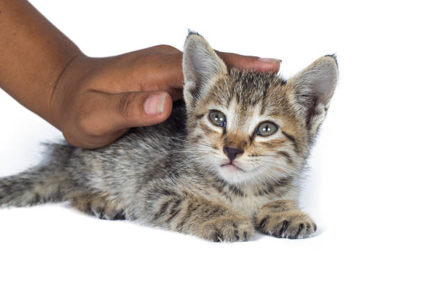 istock little kitten asleep on the human's hands over white background 1199269250