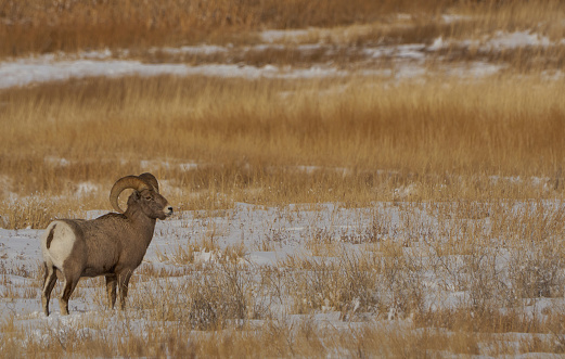 Wild bighorn sheep in the winter at Christmas time in the Grand Tetons National Park and Yellowstone National Park area. As the snow forms a thick blanket across the Tetons Range, wildlife becomes more visible and the scenery more dramatic than then the busy summer season.