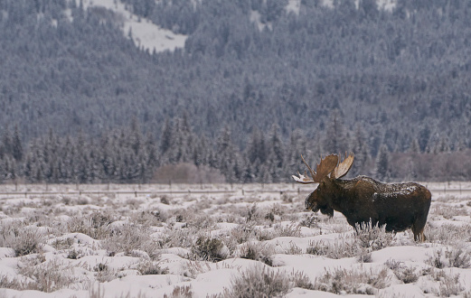 Wild Moose in the winter at Christmas time in the Grand Tetons National Park and Yellowstone National Park area. As the snow forms a thick blanket across the Tetons Range, wildlife becomes more visible and the scenery more dramatic than then the busy summer season.