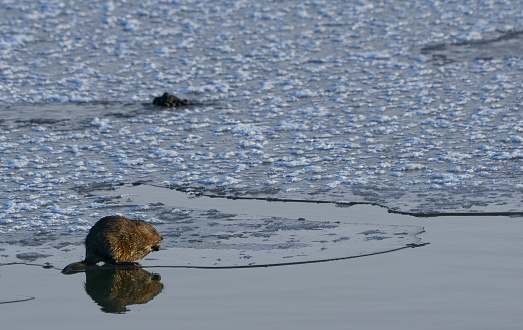 A beaver in its habitat on shore in Beaver Boardwalk Park, Maxwell Lake near Hinton, Alberta, Canada.  Photo by Bob Gwaltney.