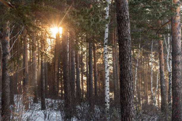 istock Yellow sun with bright rays makes its way in the winter forest 1199273720