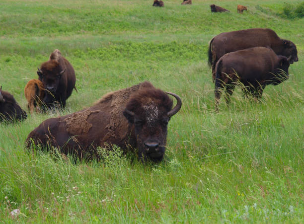 istock Custer State Park in South Dakota 1199274097
