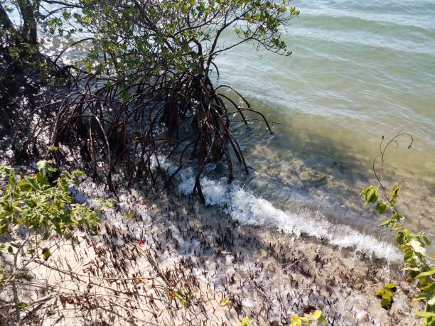 istock mangrove roots and water and sand on the shore 1199274362