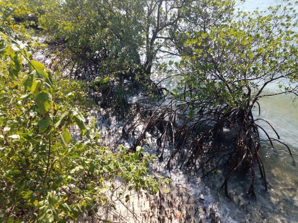 istock mangrove roots and water and sand on the shore 1199274443