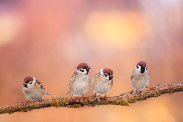 istock small funny birds sit on a branch in a Sunny spring garden 1199275342