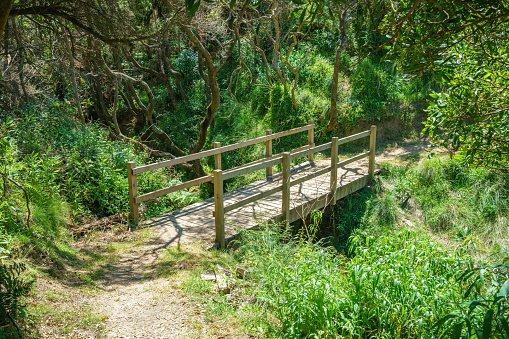 hiking the great ocean walk to milanesia beach, victoria, australia