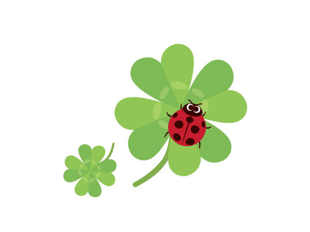 Clover and ladybug It is an illustration of a Clover and ladybug. japanese ladybug stock illustrations