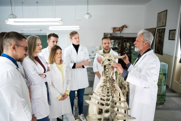 die studierenden diskutieren mit professoren. - anatomy classroom human skeleton student stock-fotos und bilder