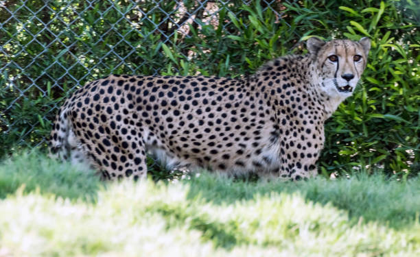 istock Wild Animal Cheetah or Tiger in Jungle 1199277879