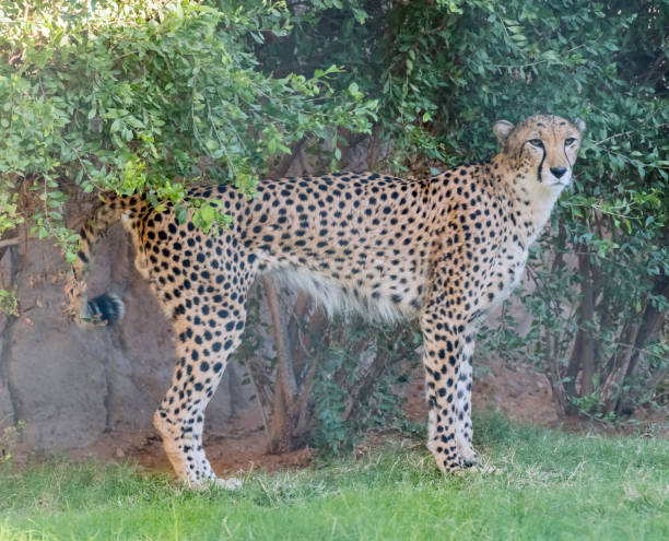 istock Wild Animal Cheetah or Tiger in Jungle 1199277913