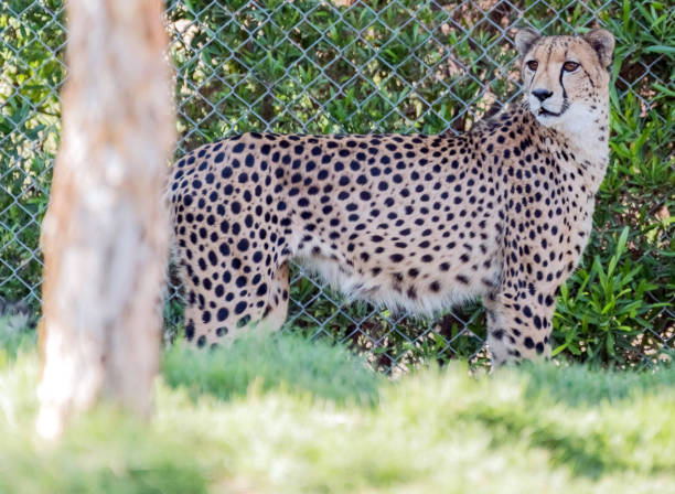 istock Wild Animal Cheetah or Tiger in Jungle 1199277940