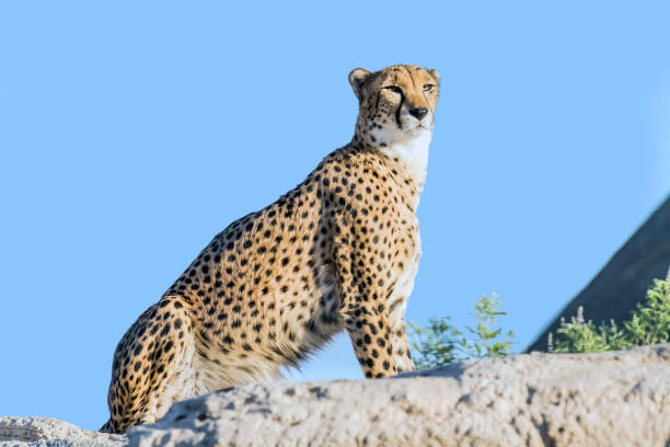 Closeup of one beautiful sorrowful wild african fast animal of cheetah with spotted soft fur lying behind wire netting sunny day outdoor in zoo