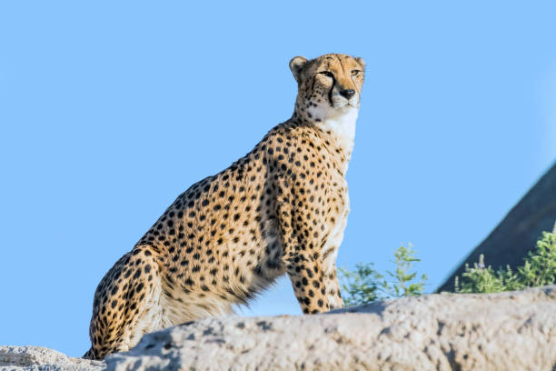 Wild Animal Cheetah or Tiger in Jungle stock photo