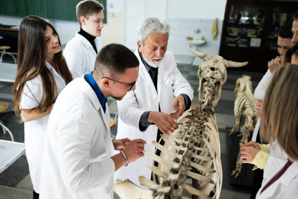 die studierenden diskutieren mit professoren. - anatomy classroom human skeleton student stock-fotos und bilder