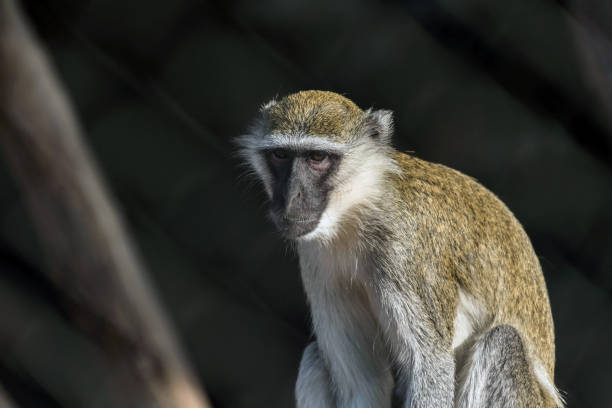 istock Cute Wild Animal Vervet Monkey in Jungle 1199278024