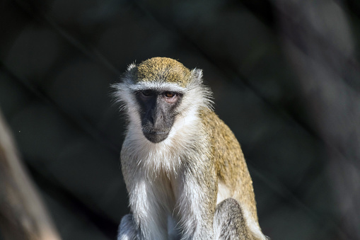 Cute Wild Animal Vervet Monkey in Jungle
