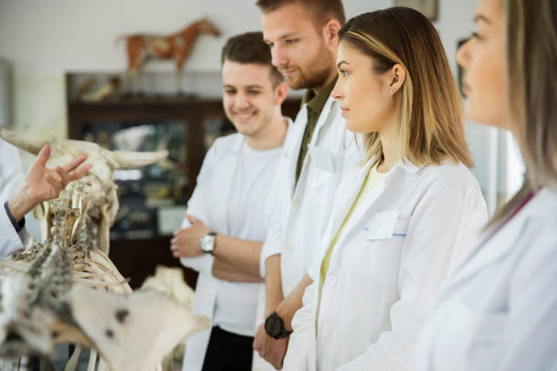 die studierenden diskutieren mit professoren. - anatomy classroom human skeleton student stock-fotos und bilder