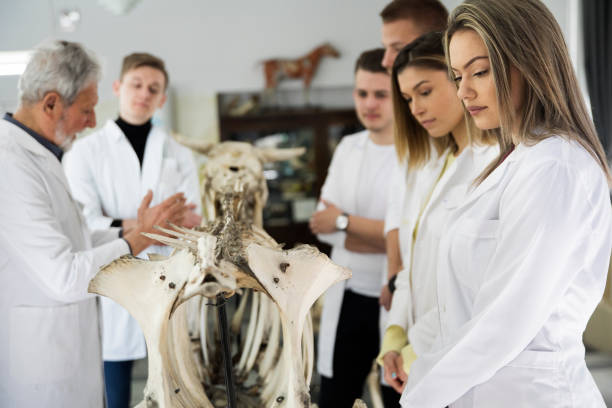 die studierenden diskutieren mit professoren. - anatomy classroom human skeleton student stock-fotos und bilder