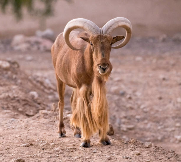 istock Wild Animal Barbary Sheep with Long Horns 1199278452
