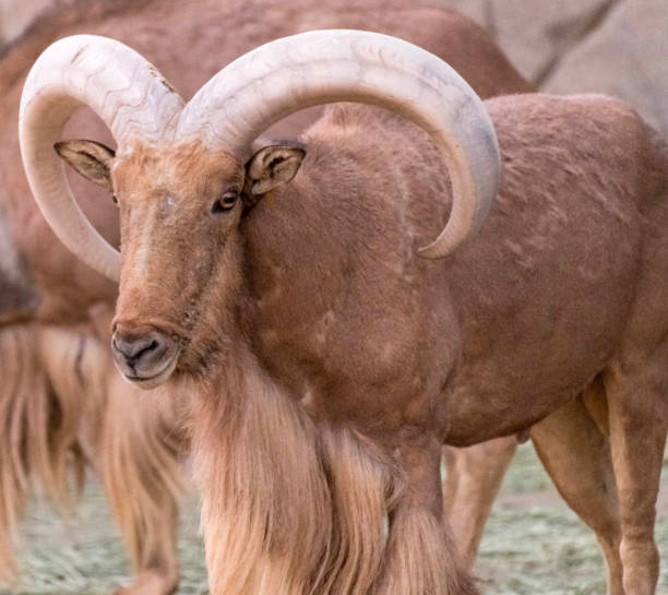 Wild Animal Barbary Sheep with Long Horns