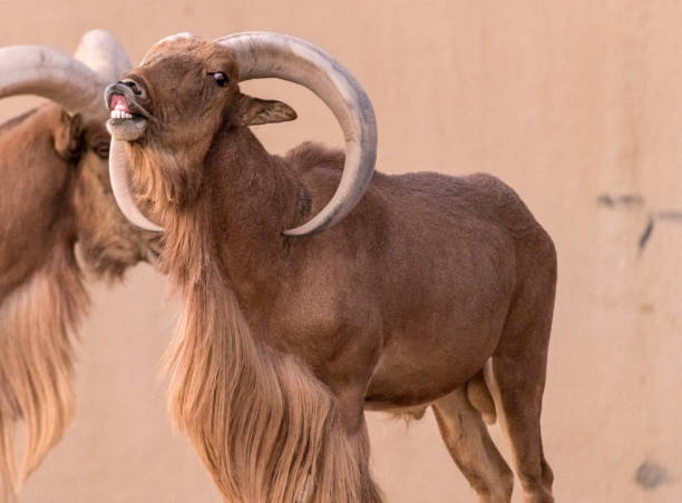 istock Wild Animal Barbary Sheep with Long Horns 1199278519