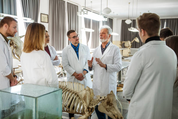 die studierenden diskutieren mit professoren. - anatomy classroom human skeleton student stock-fotos und bilder