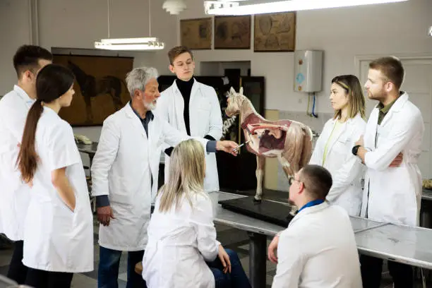 Group of veterinary students having equine science classes.