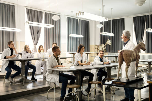 Students discuss with professor. Group of veterinary students having equine science classes. vet treating horse stock pictures, royalty-free photos & images