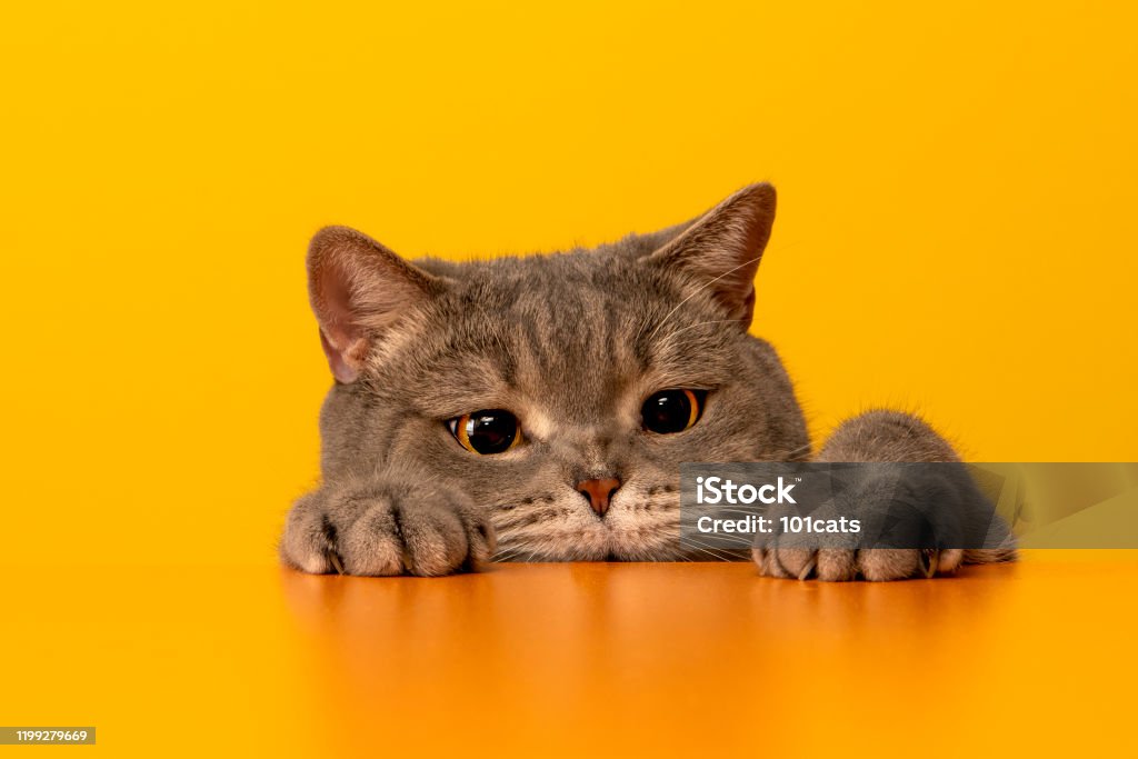 Big-eyed naughty obese cat behind the desk with red hat. Grey color British sort hair cat. Grey British sort hair cat. Domestic Cat Stock Photo