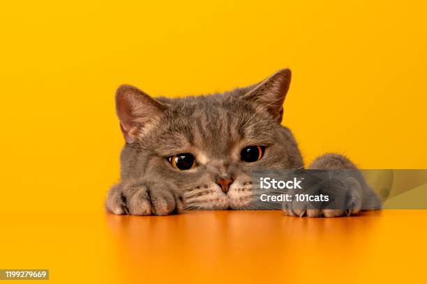 Bigeyed Naughty Obese Cat Behind The Desk With Red Hat Grey Color British Sort Hair Cat Stock Photo - Download Image Now