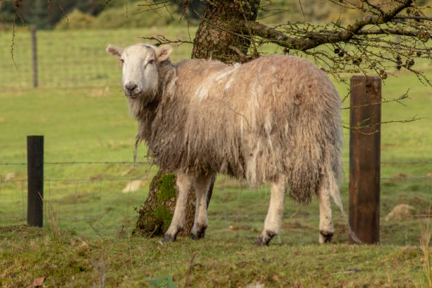 istock A Muddy Sheep in Field in County Wicklow 1199279739
