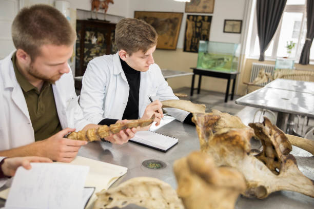 gruppe von schülern im klassenzimmer - anatomy classroom human skeleton student stock-fotos und bilder