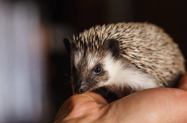 istock African pygmy  hedgehog in the palms. Close-up. 1199281379