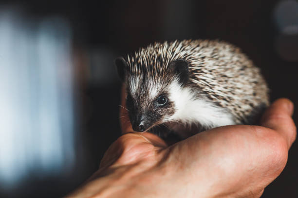 istock African pygmy  hedgehog in the palms. Close-up. 1199281393