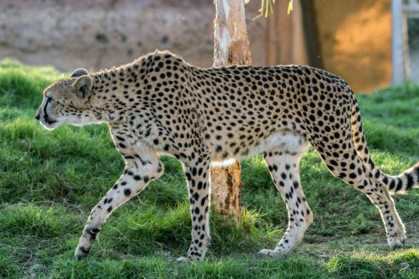 istock Wild Animal Cheetah or Tiger in Jungle 1199281602