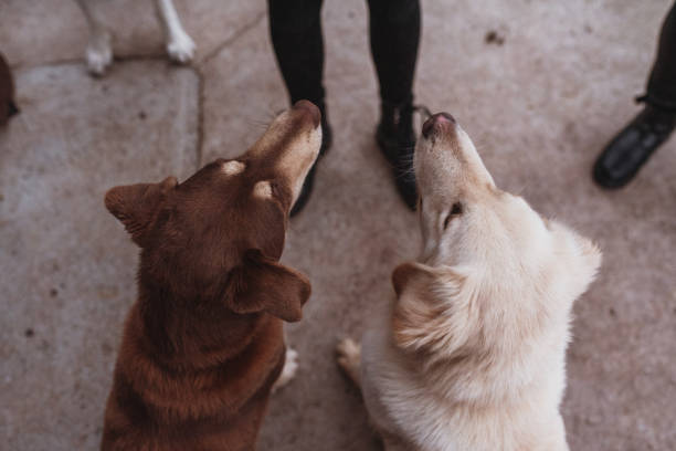 Dogs with different colours looking up to ther owner