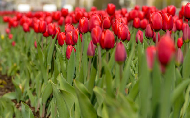 istock Many red tulips in the flowerbed. 1199281837