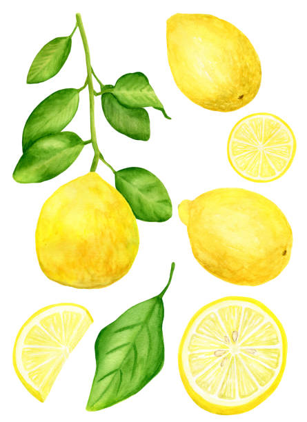 istock Watercolor lemons with leaves set. Hand drawn food element for design and decoration. Yellow citrus fruits isolated on white background. 1199281922