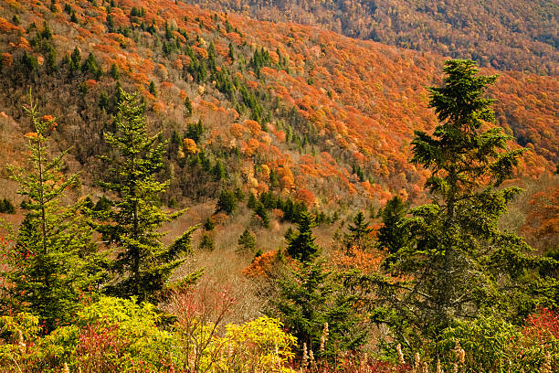 herbst, blue ridge parkway - south highlands stock-fotos und bilder