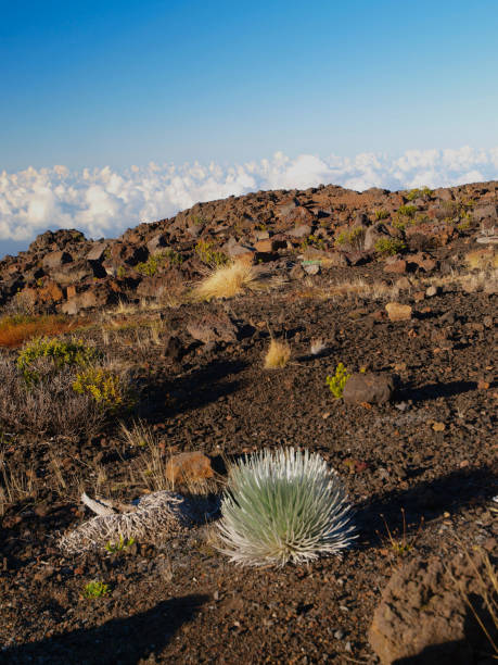 istock Haleakala National Park in Hawaii 1199282111